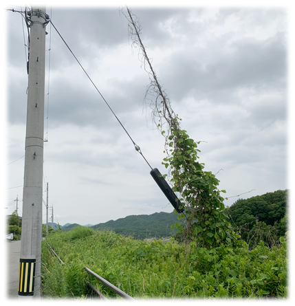 クズ（葛）が登っている様子