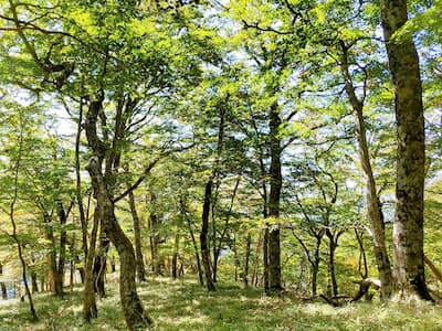 国立公園大台ケ原自然再生事業